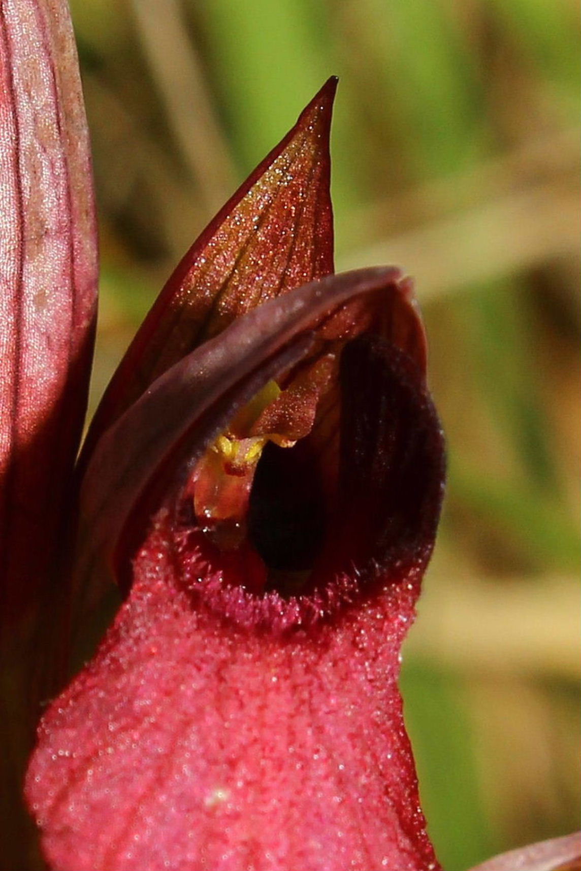 Serapias ibrido - S. lingua x S. vomeracea